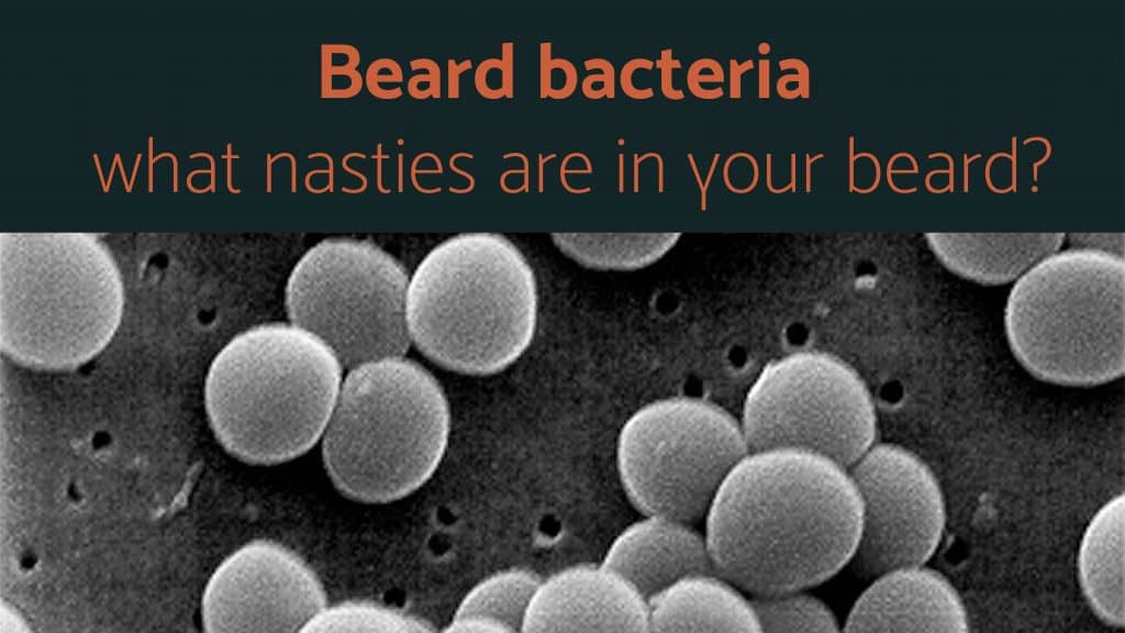 beard bacteria - header