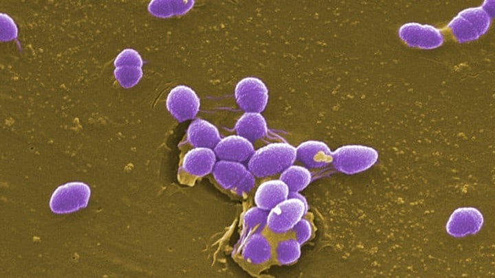 beard bacteria Enterococcus faecalis