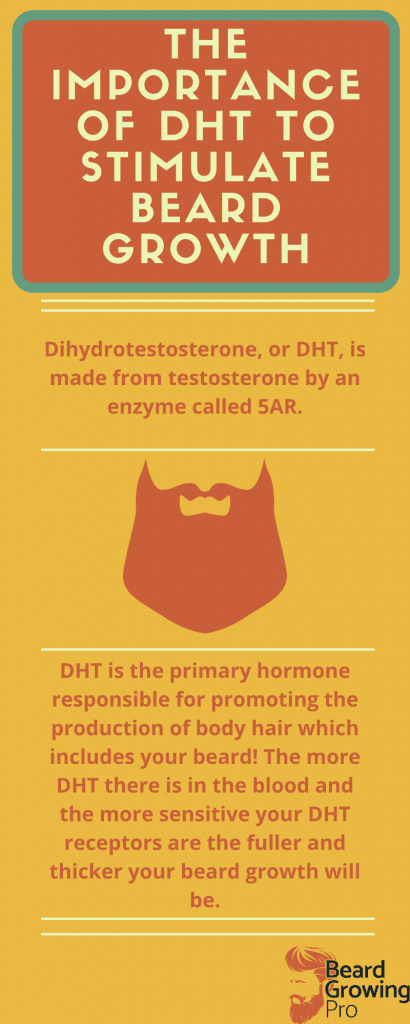 Can beard growth be stimulated? - the importance of DHT infographic 