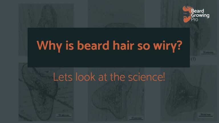 why is beard hair so wiry?