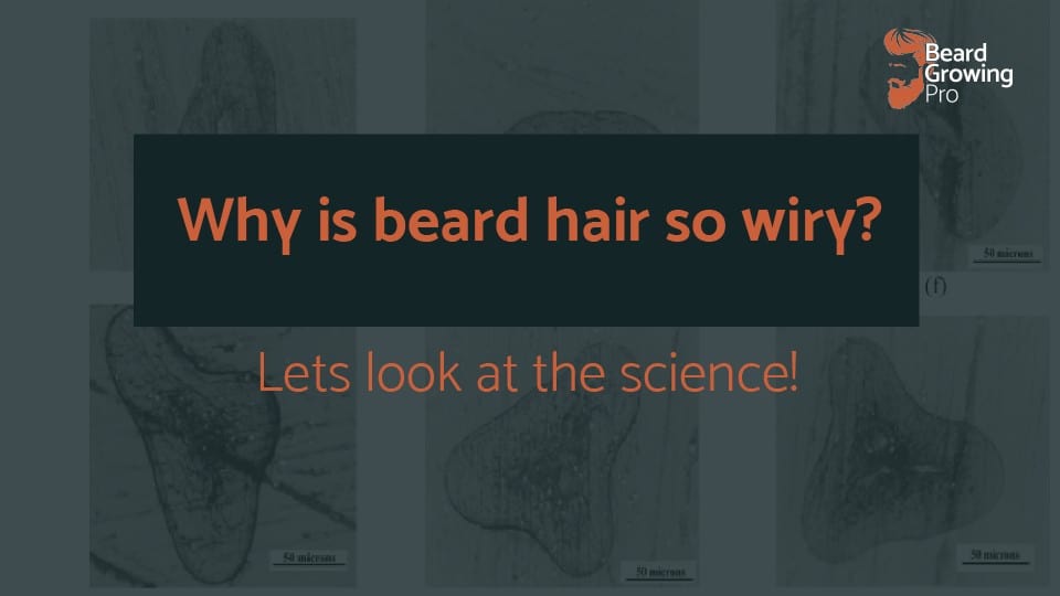 why is beard hair so wiry?