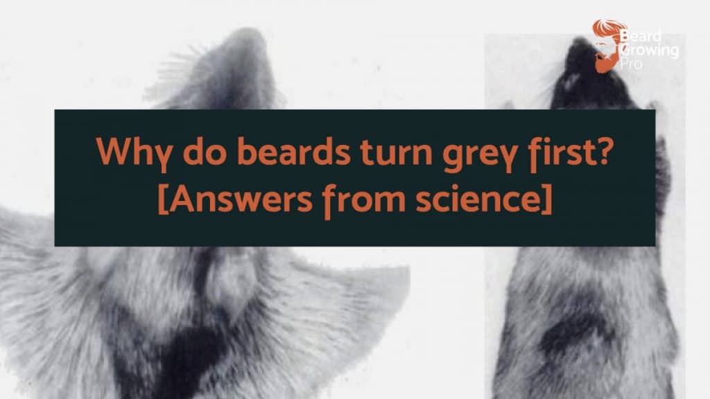 Why do beards turn grey first? [Answers from science]